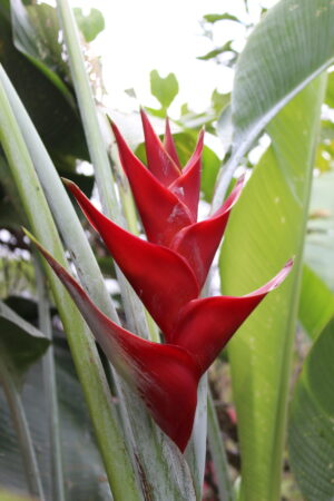 Jardin Tropical