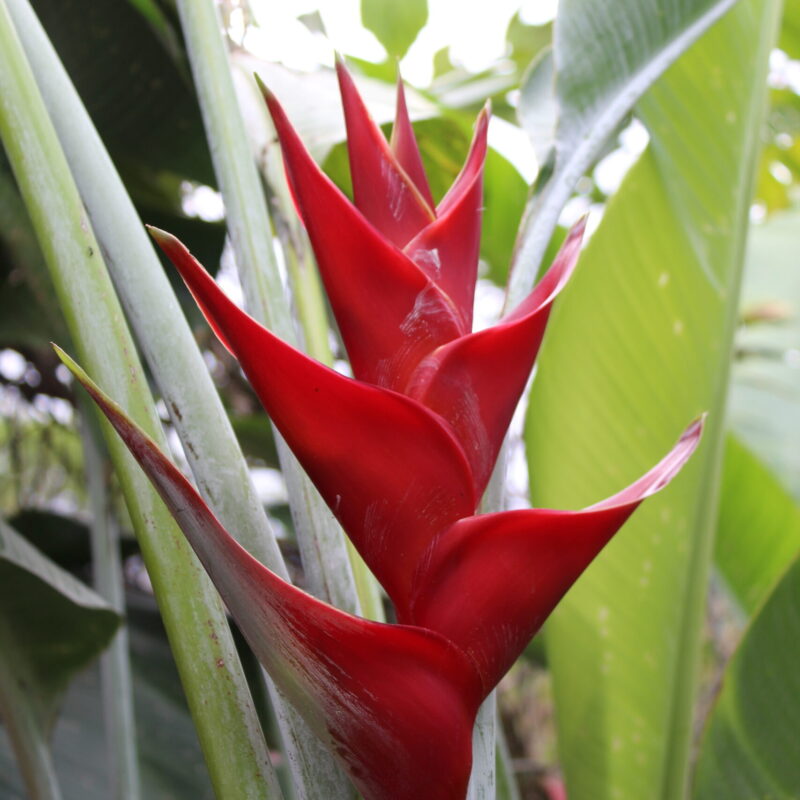 Jardin Tropical