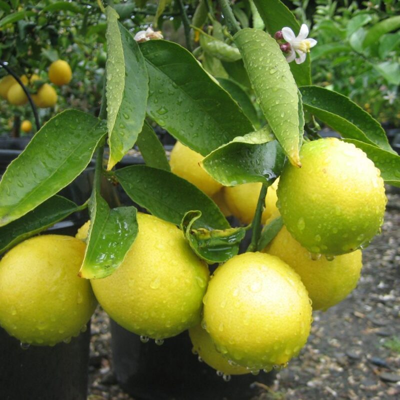 Limon Dulce