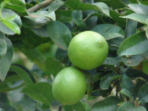 Limon Mesino