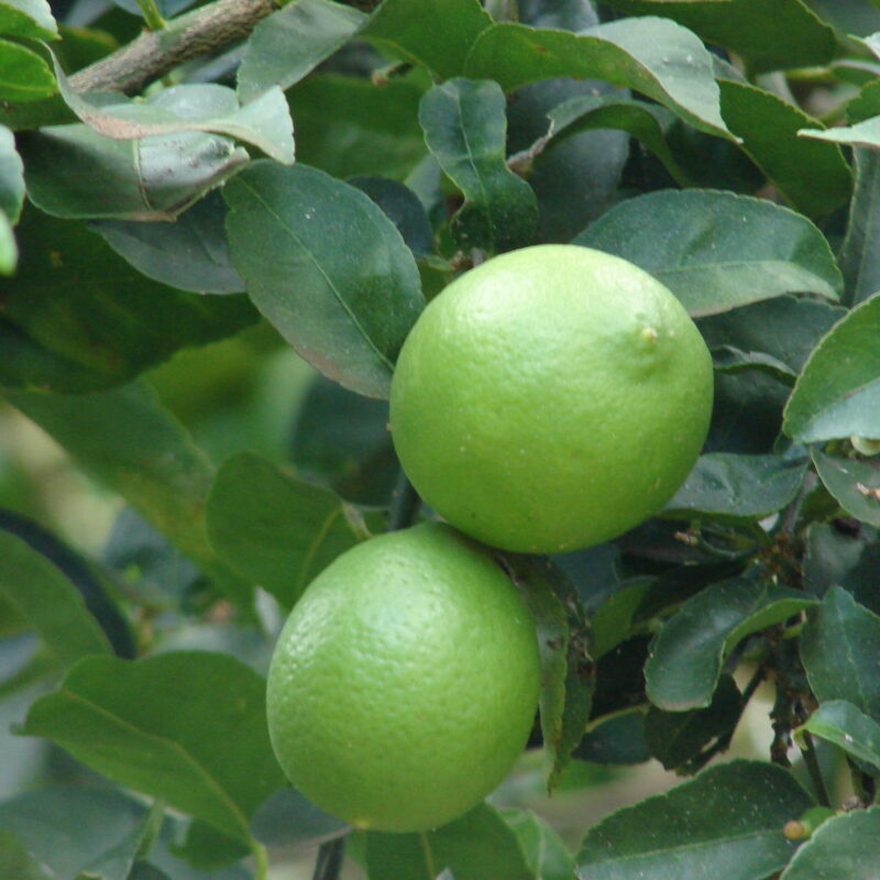 Limon Mesino
