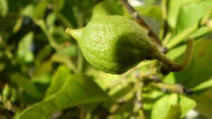 Limon Verdelli