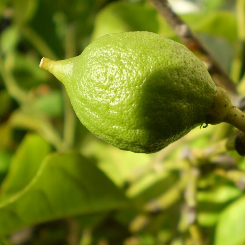 Limon Verdelli