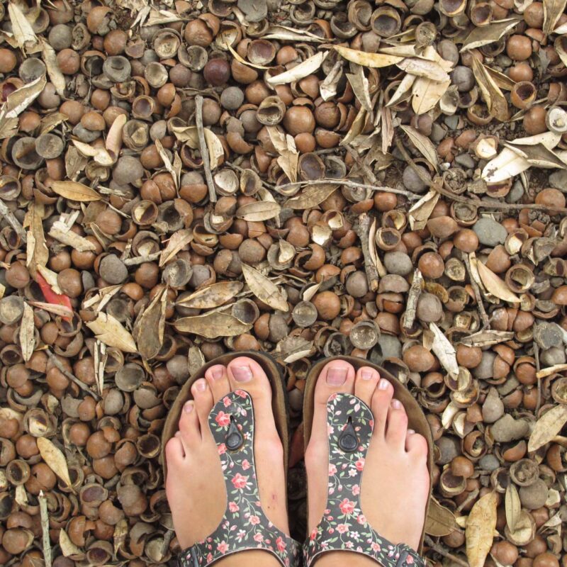 Macadamia