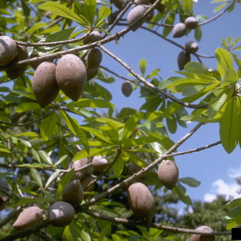 Mamey