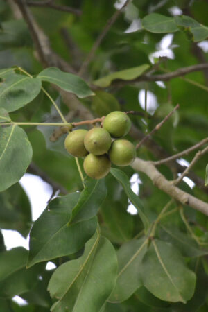 Mamon Criollo Injertado
