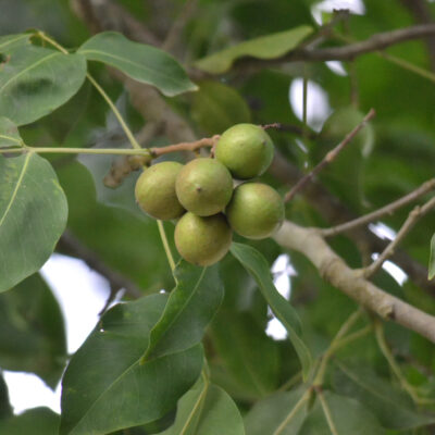 Mamon Criollo Injertado