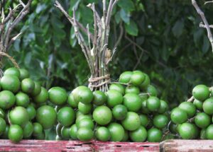 Mamon Criollo Por Semilla