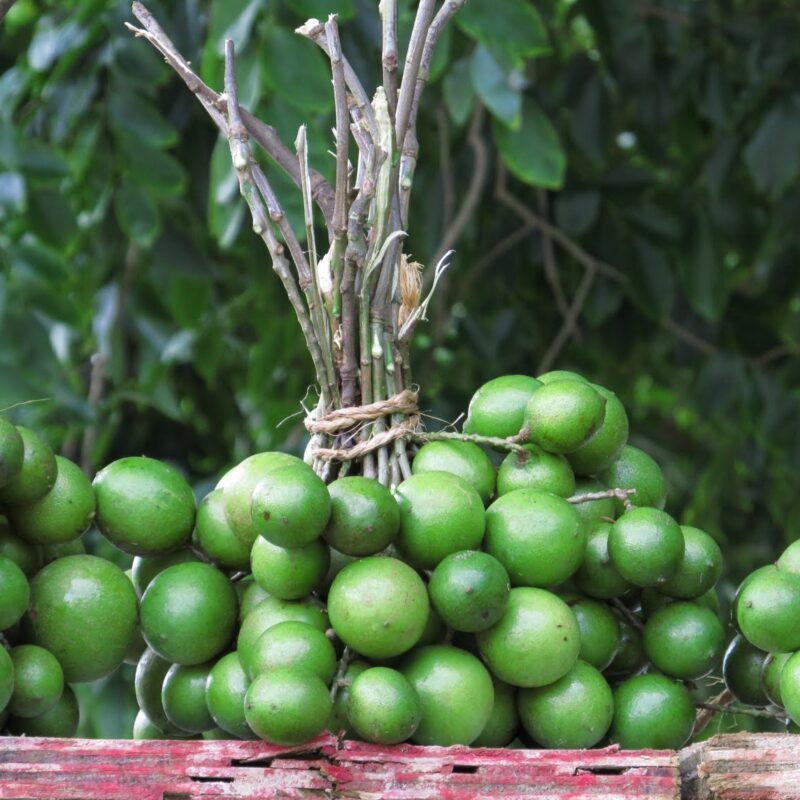 Mamon Criollo Por Semilla