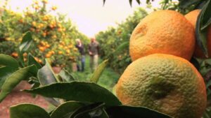 Mandarina Criolla