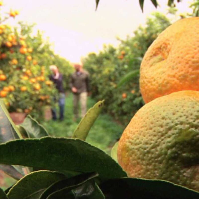 Mandarina Criolla