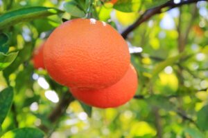 Mandarina Ortanique