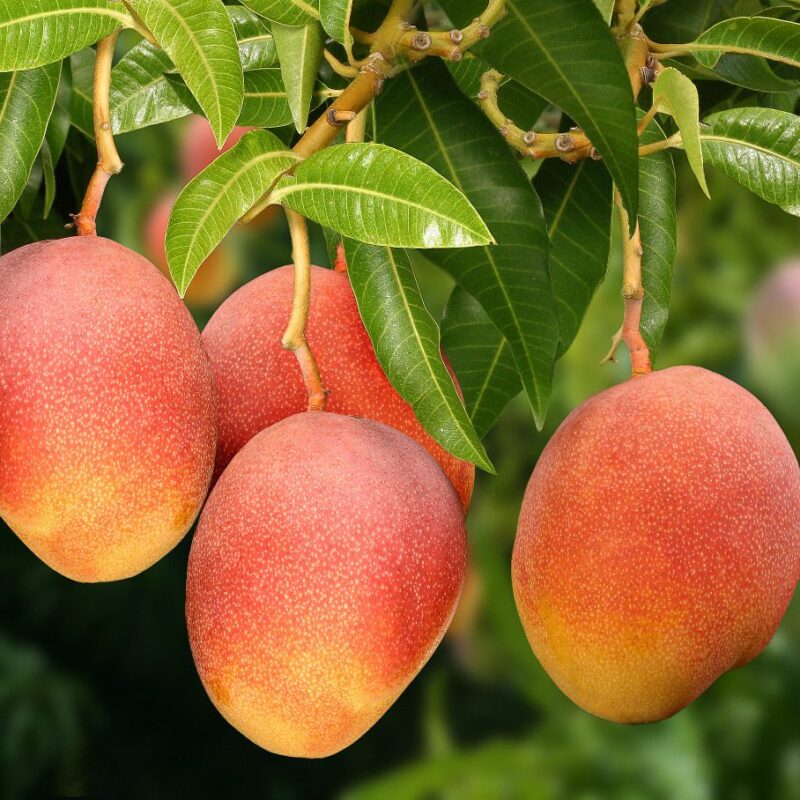 Mango Haden Amarillo