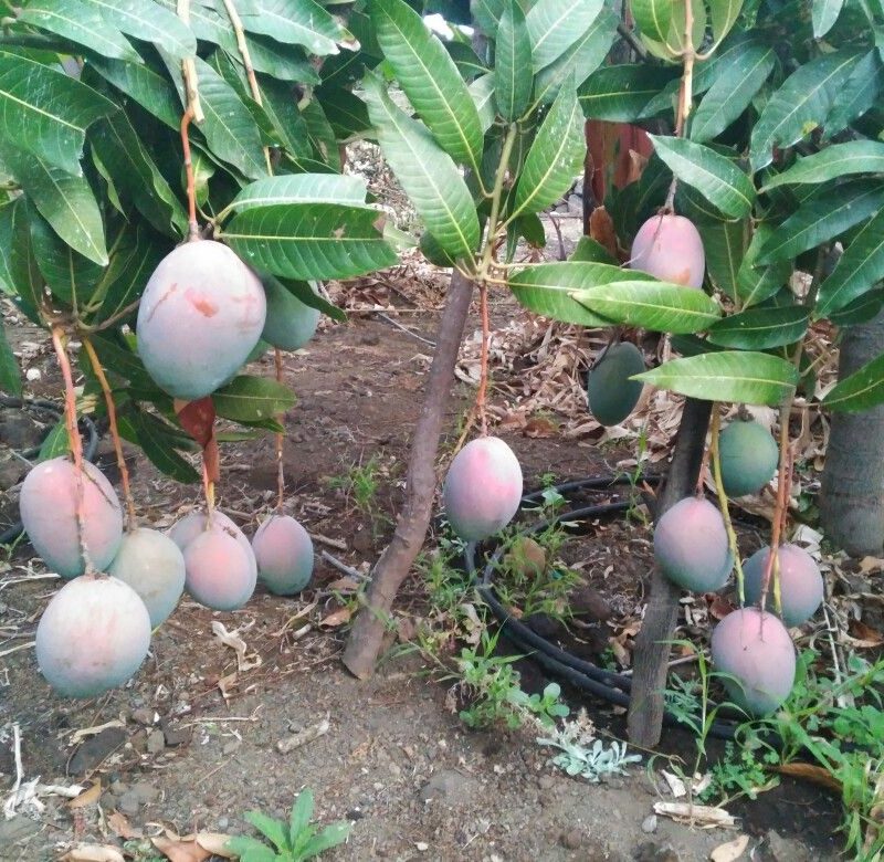 Mango Keith