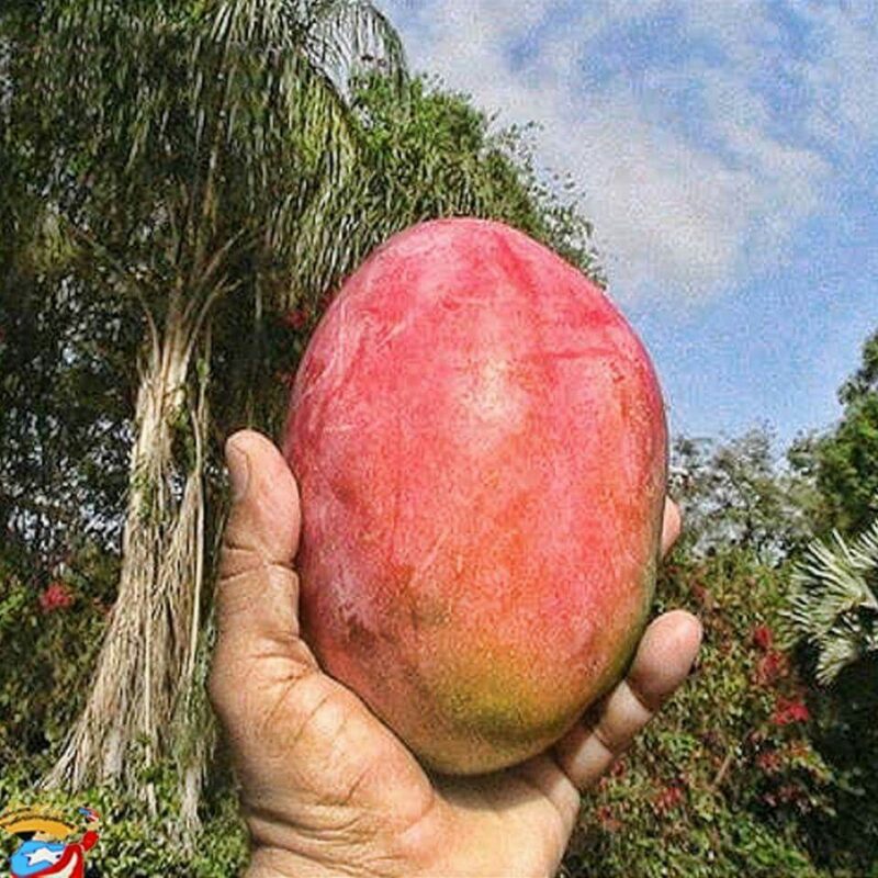 Mango Piña