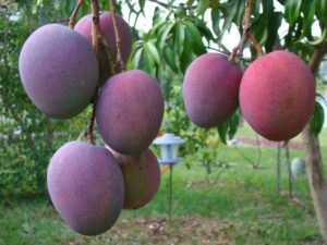 Mango Tommy Atkins