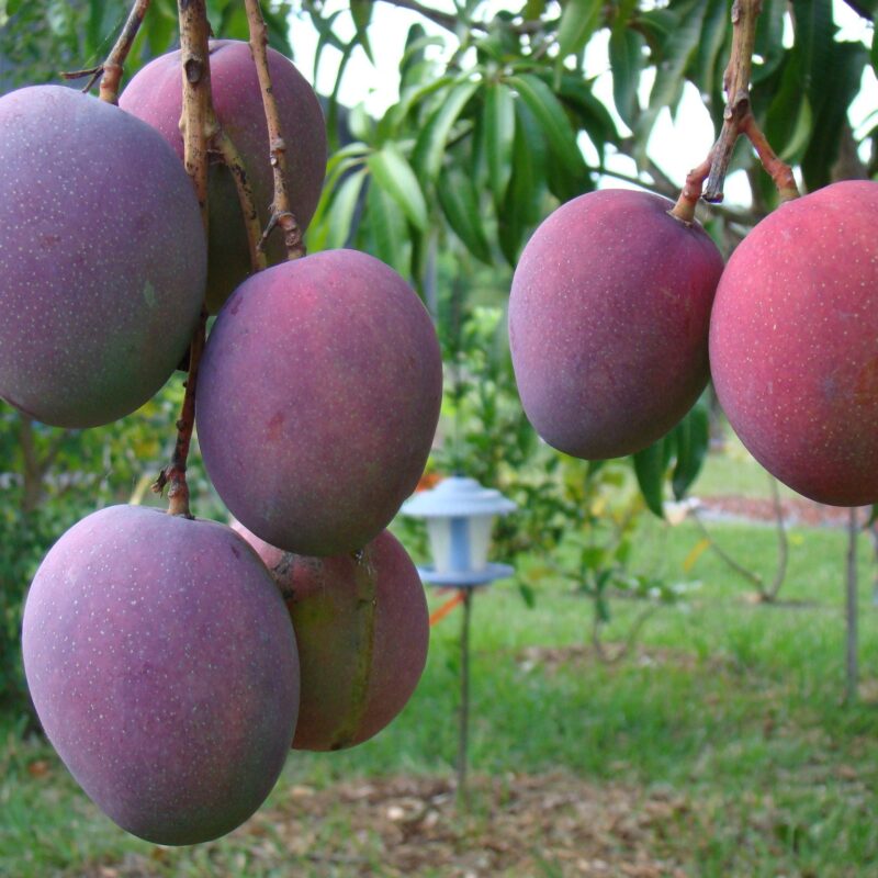 Mango Tommy Atkins