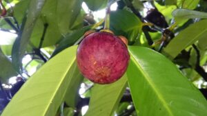 Mangostan