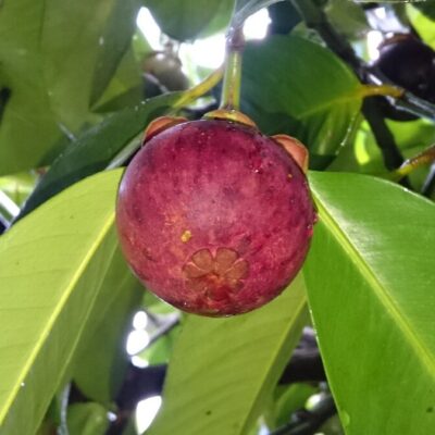 Mangostan