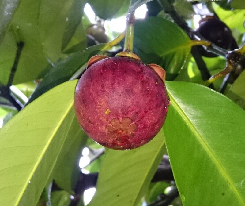 Mangostan
