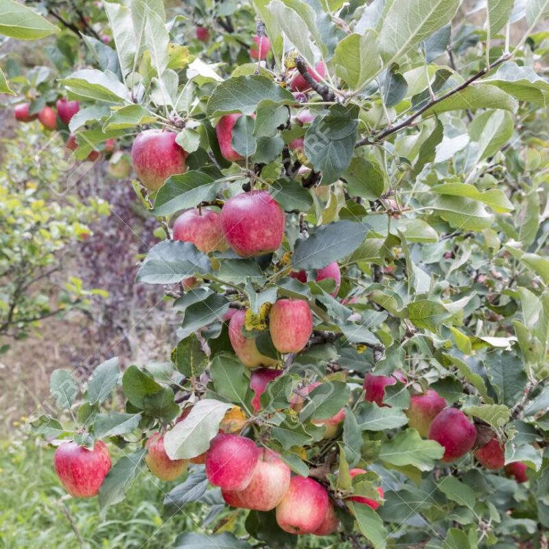 Manzana