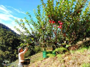 Manzana Santa Ana
