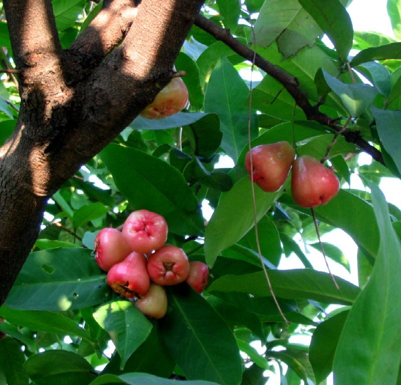 Manzana de agua Injertada