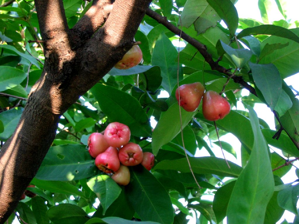 Manzana de agua Injertada