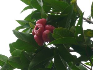 Manzana de agua Por Semilla