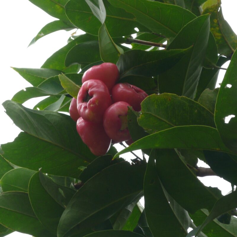 Manzana de agua Por Semilla