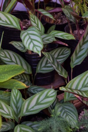 Maranta