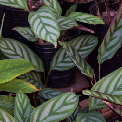 Maranta