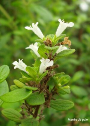 Menta