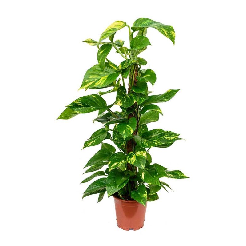 Millonaria