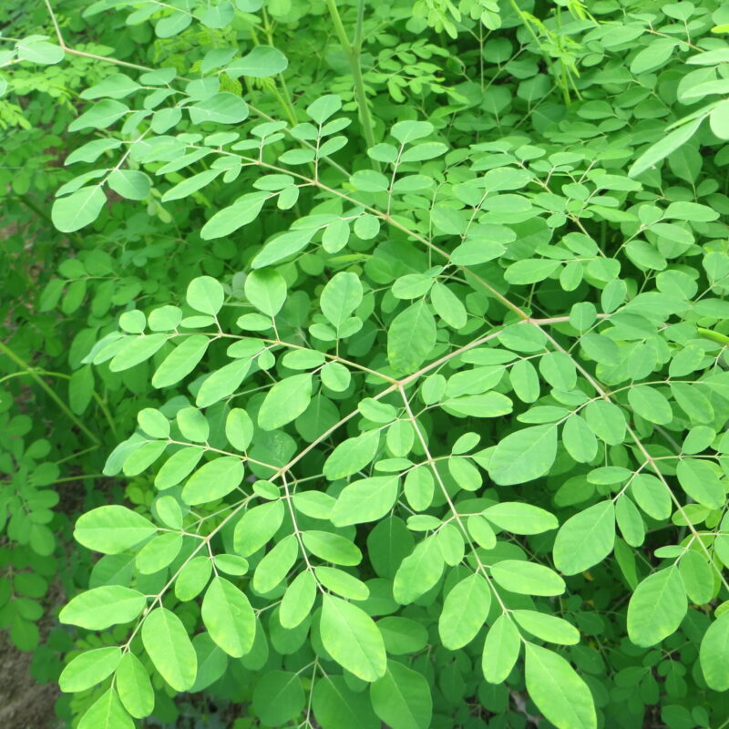 Moringa