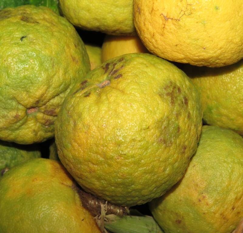 Naranja Agria