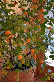 Naranja Calamundin