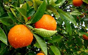 Naranja Malagueña