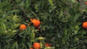 Naranja Valencia Olinda