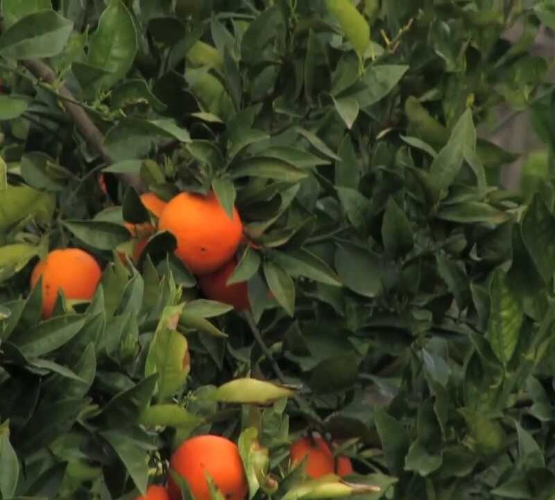 Naranja Valencia Olinda