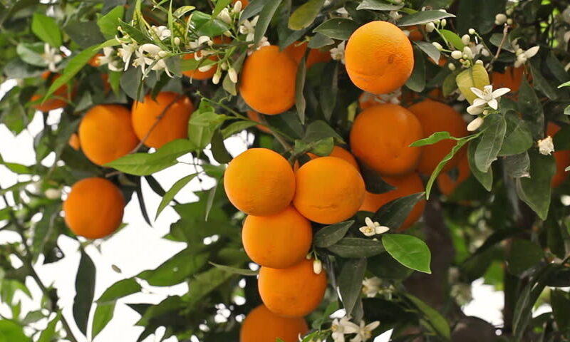 Naranja Washington