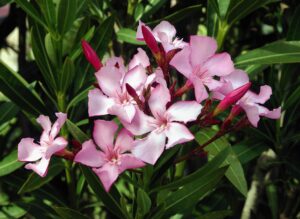 Narciso