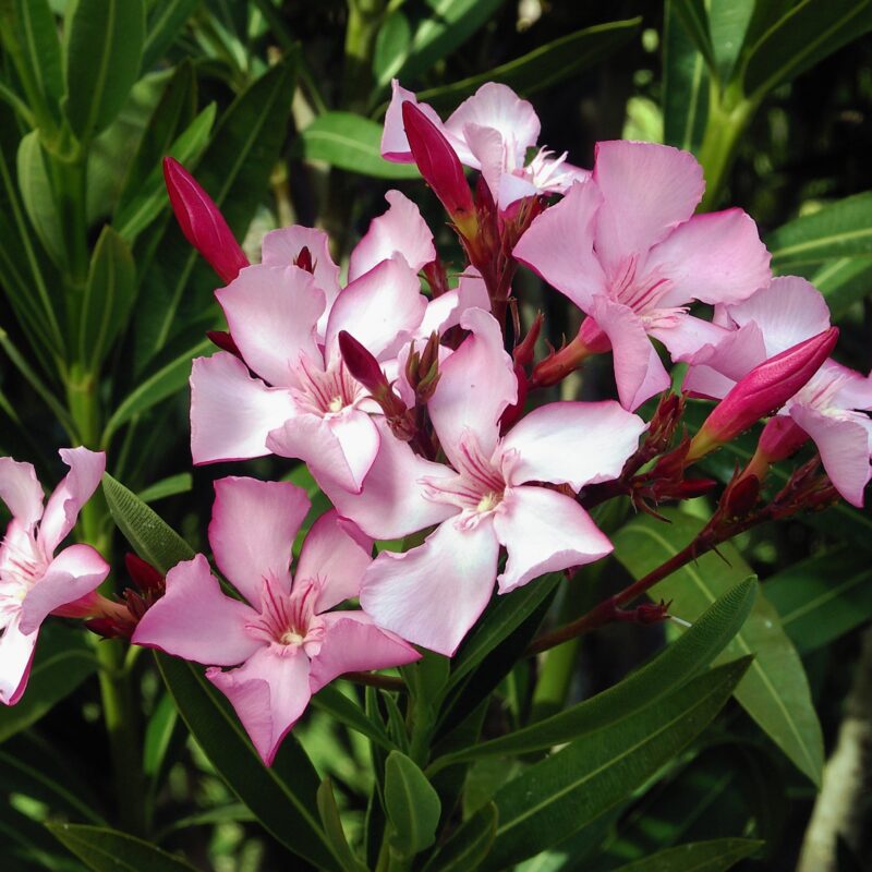 Narciso