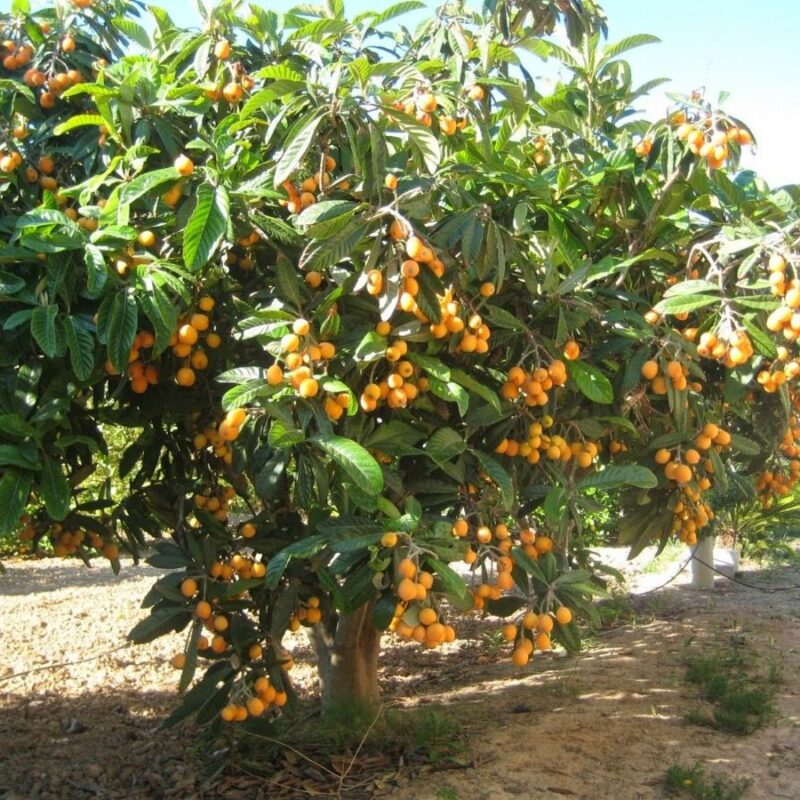 Nispero Injertado