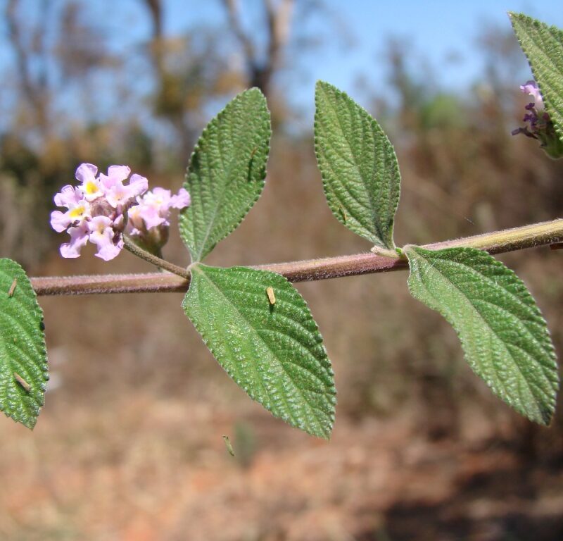 Oregano