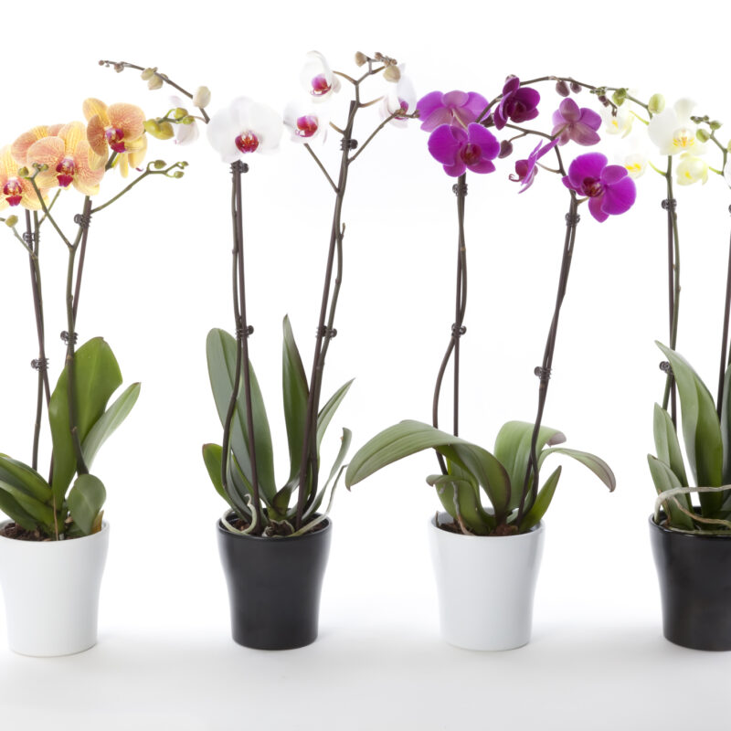 Orquideas