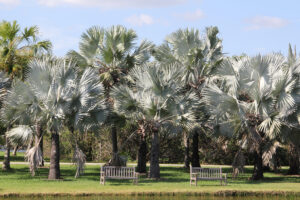 Palmera Bismarckia