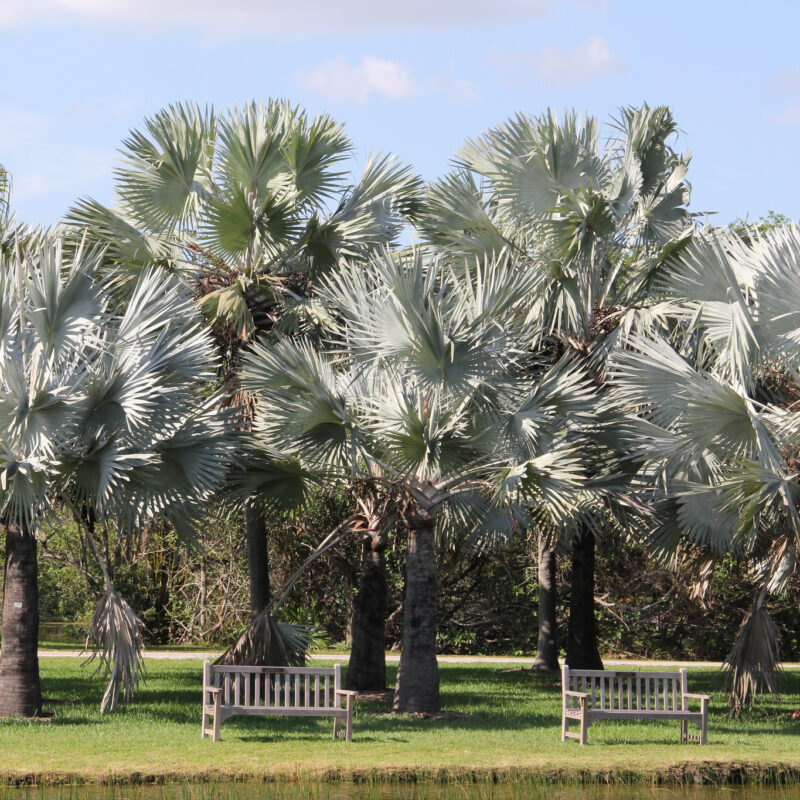Palmera Bismarckia