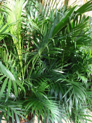 Palmera Cataractarum