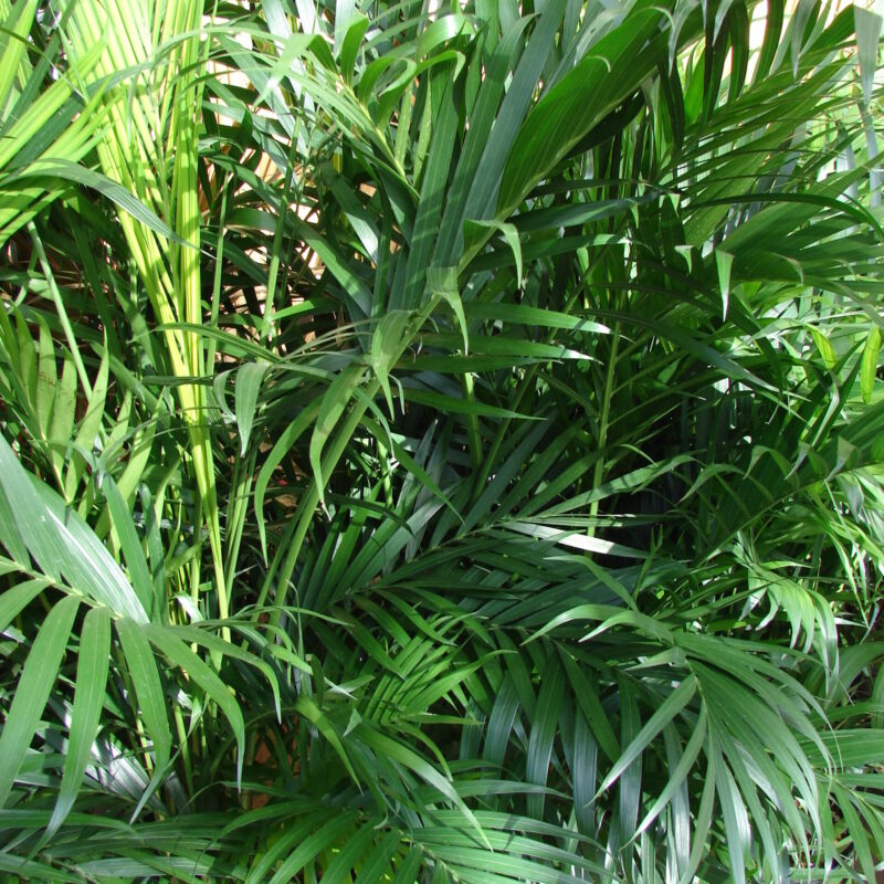 Palmera Cataractarum